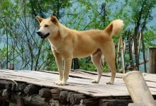 土狗命的核心五行属性与调和路径:基于五行生克理论的系统解析_乾元堂命理文化网